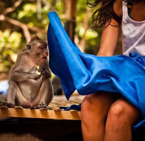 色色的猴子偷看裙底风光