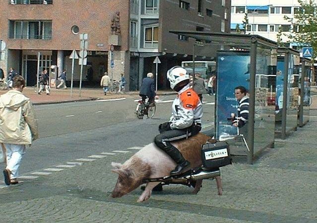 骑着猪街头巡逻