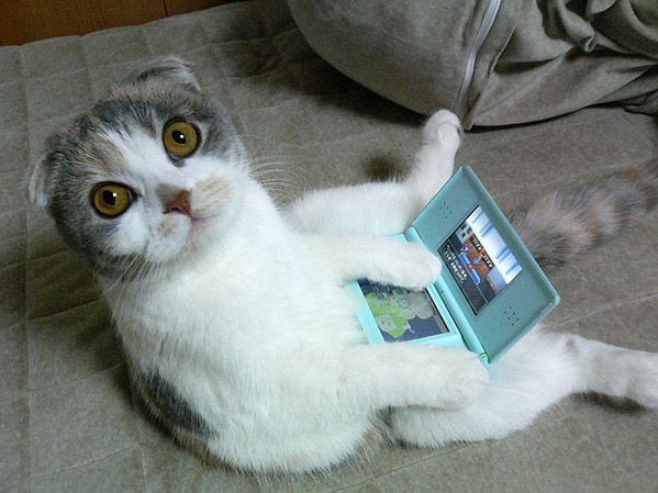 猫咪也爱玩游戏