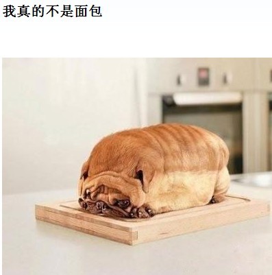 我真的不是面包