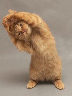 猫猫做伸展运动