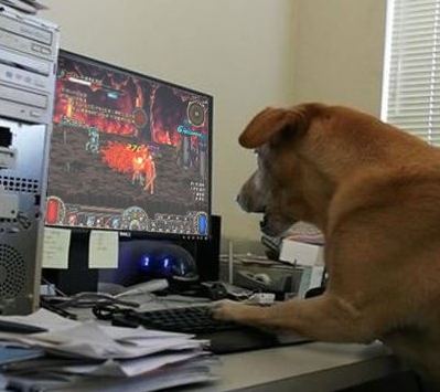 狗狗也玩电脑游戏