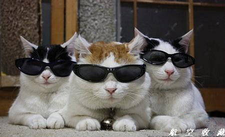 三只戴墨镜的猫