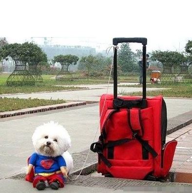 拖着行礼箱休息的超人小狗