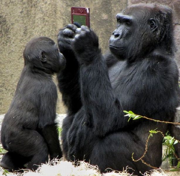 大猩猩也爱玩游戏