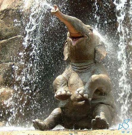 在瀑布下冲水的大象