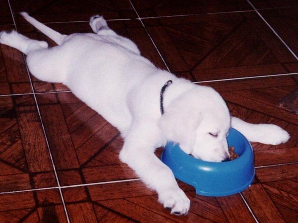 吃着东西也能睡着的小狗