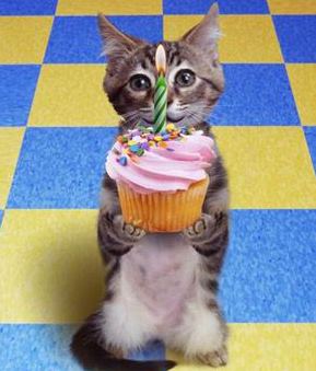 给小猫庆祝一岁生日