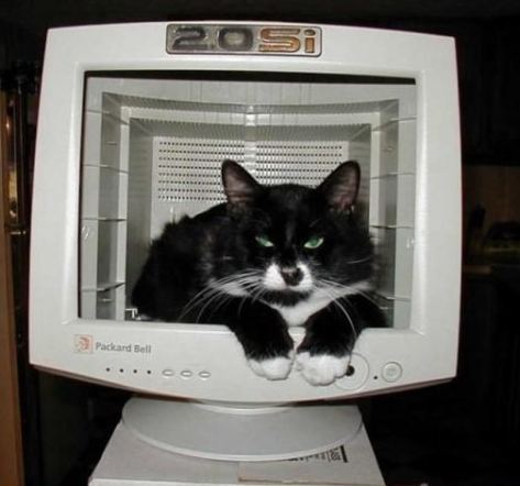 我是一只电脑猫
