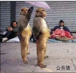 公务猿出行，专猿打伞