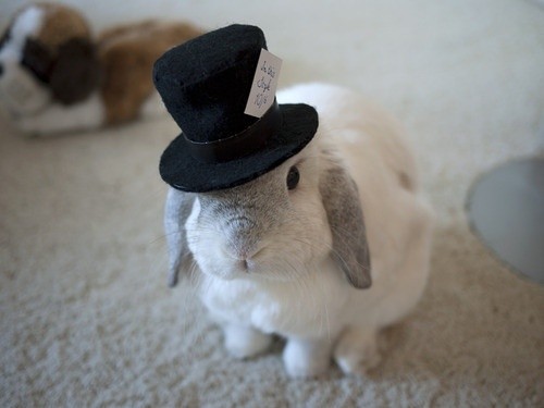 戴帽子的兔兔