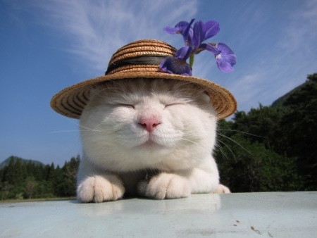 戴着帽子臭美的白猫
