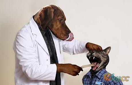 狗狗也有牙医