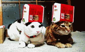 头戴盒子左看右看的两只猫咪