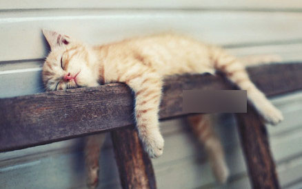 爬在木栏杆上睡觉的小猫