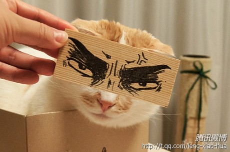 给猫猫画一副墨镜