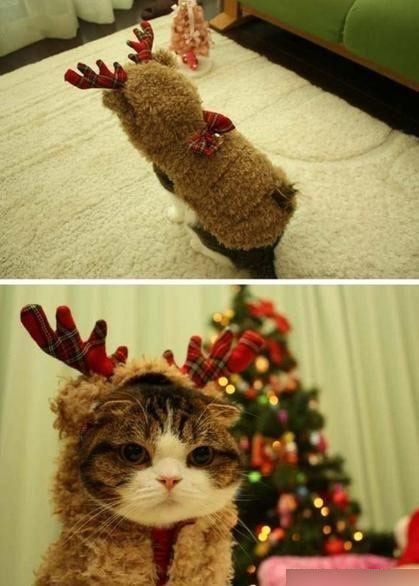 过圣诞节的小猫