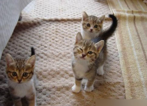 三只可爱的小猫仔