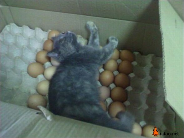 爬在鸡蛋上睡觉的小猫