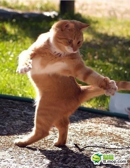 猫咪也能跳交谊舞