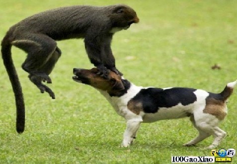 猴子与狗打架，谁强谁弱