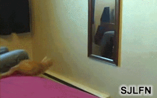 往墙上镜子上扑的傻猫