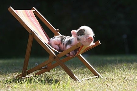 小猪爬在椅子上晒太阳