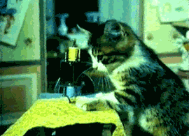猫猫也能做裁缝