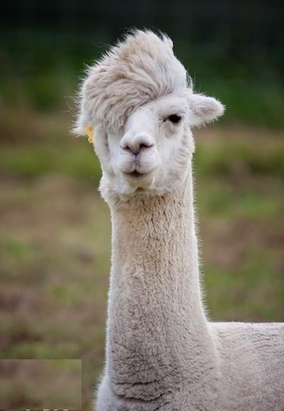 羊驼帅气的发型