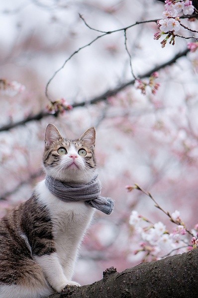 欣赏桃花的猫咪