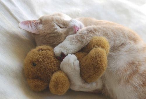 抱着玩具一起睡觉的小猫